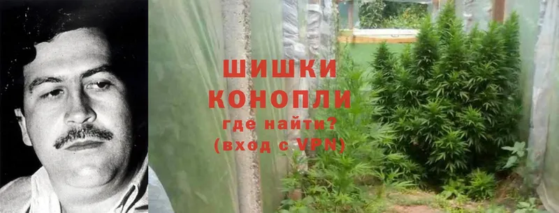 наркотики  маркетплейс как зайти  Конопля Ganja  Пошехонье 